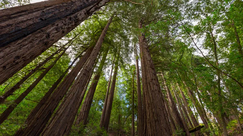הפארק הלאומי רדווד