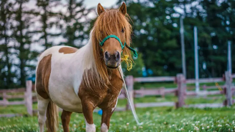 יוביל לרפורמות חשובות?