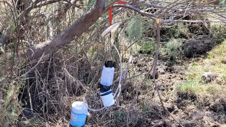 כידת יתושים במלכודות מאזור הנעמן