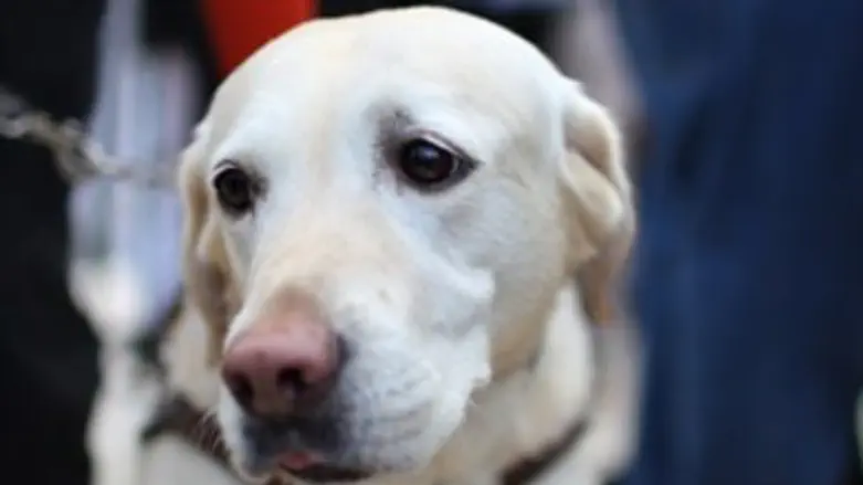 יש מי שיגן עליהם
