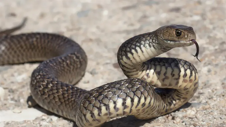 snake