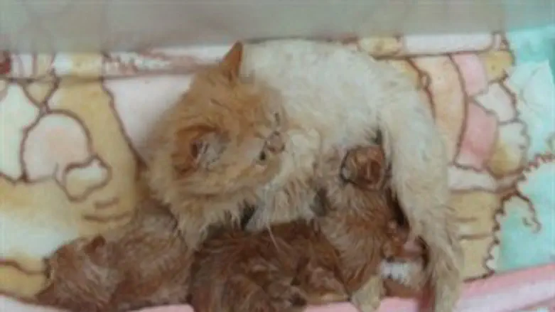 חתולה וגוריה בדירת ההתעללות בקדימה