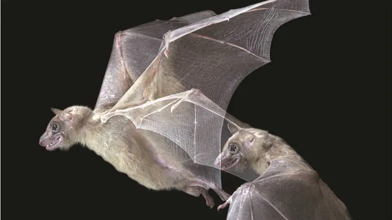 Egyptian fruit bats.