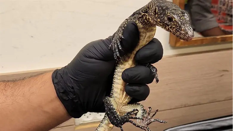 Изъята рептилия