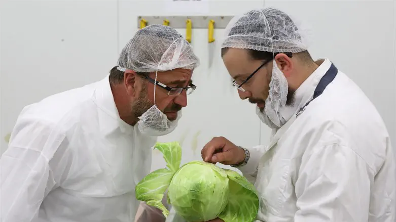 כל הסימנים מראים כי הרפורמה תביא לתוצאה הפוכה מהייעוד שלה. אילוסטרציה