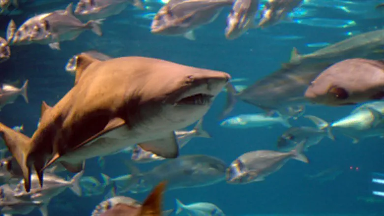 Shark (file)