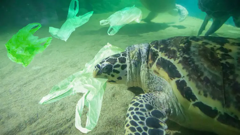 ממצאים מדאיגים. צבי ים