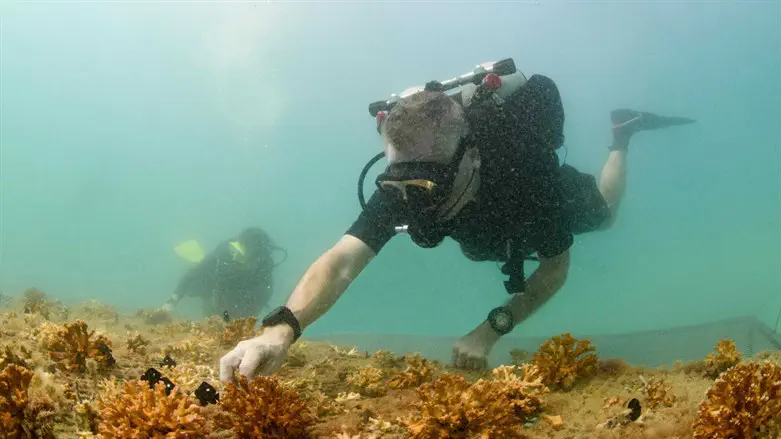 שימור בדובאי