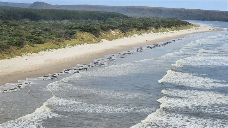 הלווייתנים על החוף