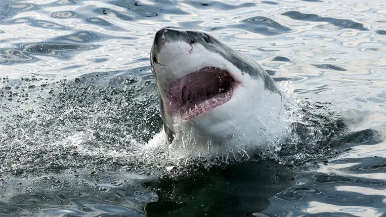 הצלה ברגע האחרון