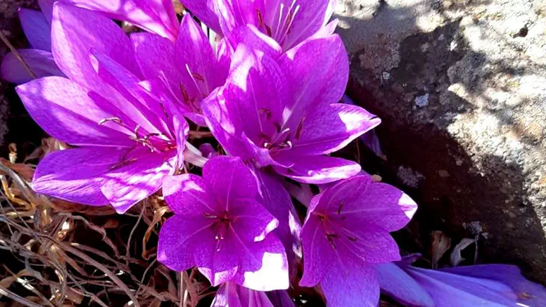 סתוונית התשבץ