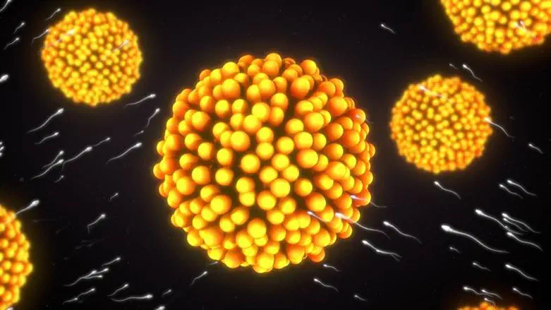 הפרייה (אילוסטרציה)