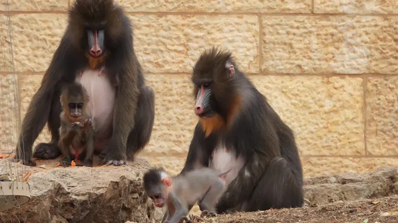 גורי המנדריל שנולדו בגן החיות התנכ"י עם הוריהם
