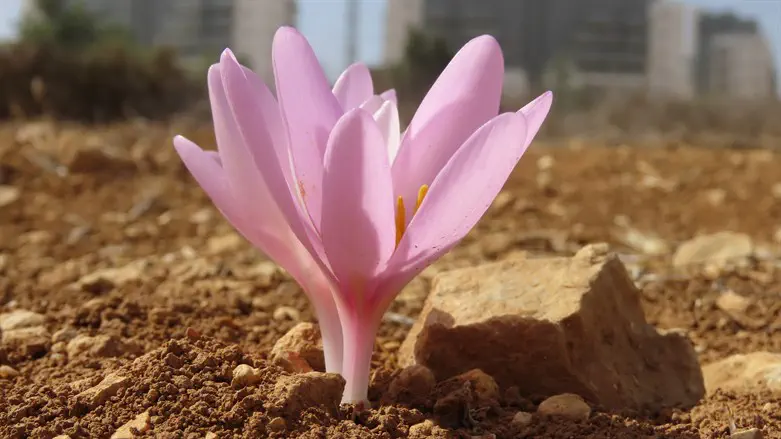 סתוונית ירושלים בבית אל