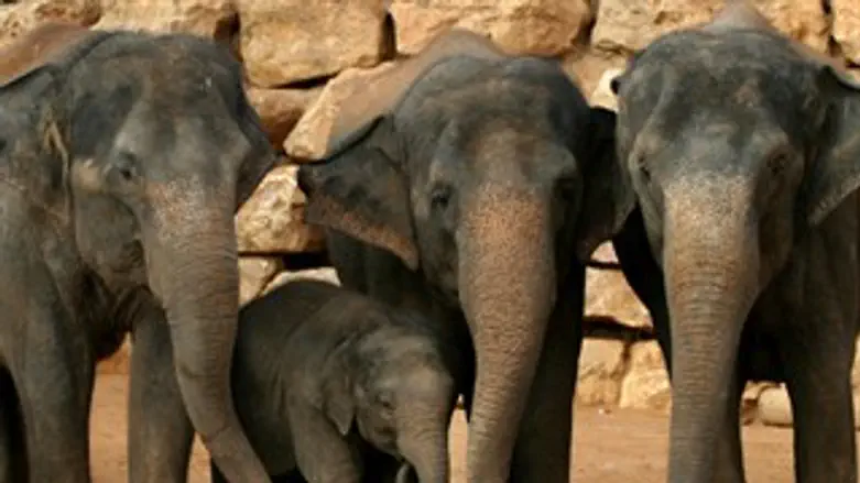 ישלחו נציגות?