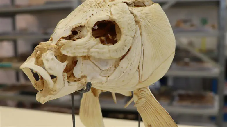 Carp skull