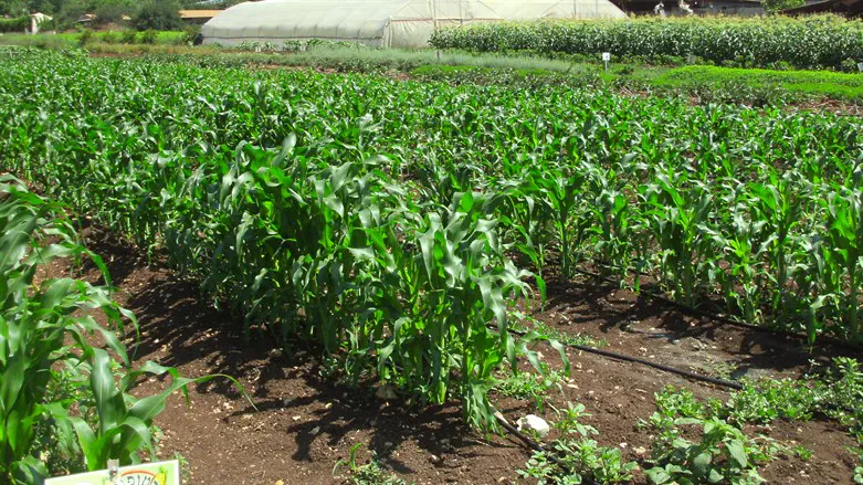 שבוע הבריאות הטבעית