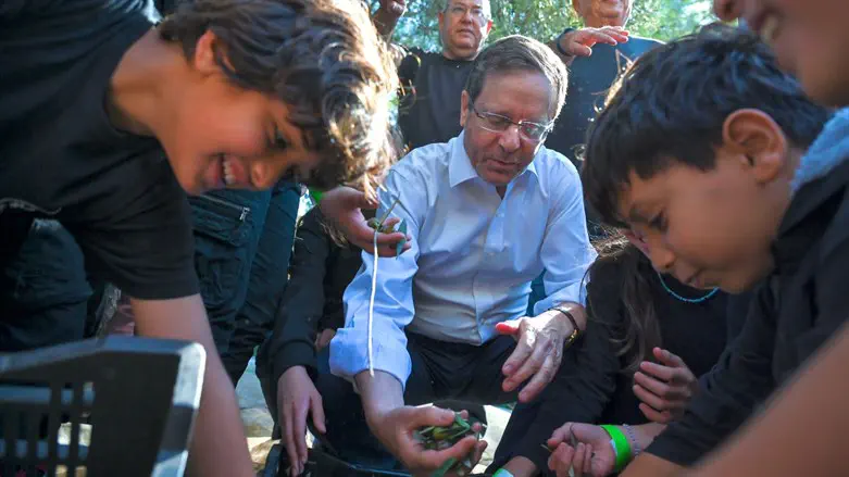 הנשיא הרצוג במסיק הזיתים