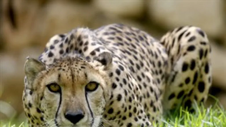 אילוסטרציה