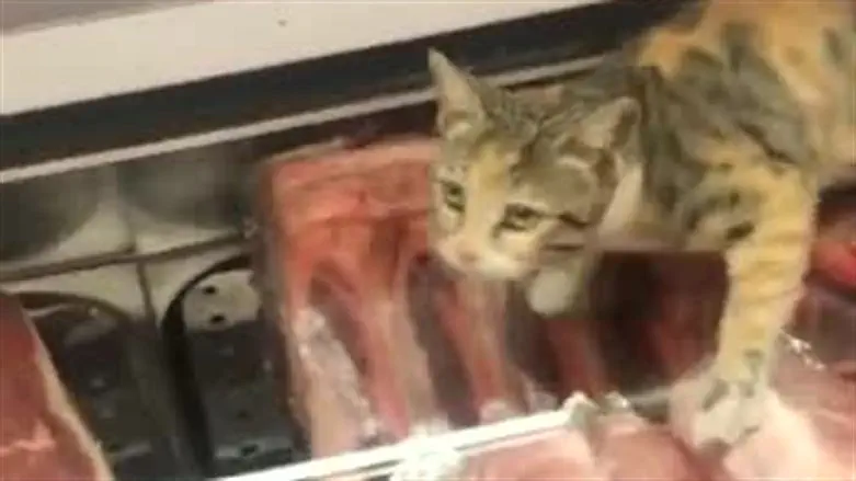 Кот в мясной витрине