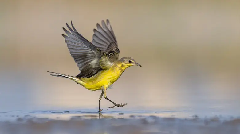 נחליאלי צהוב זנב