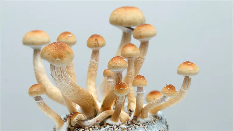 Psychedelic magic mushrooms