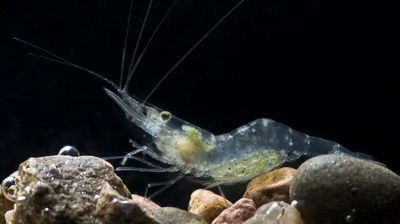 יש עוד חיות שקופות במעמקי האוקיינוס