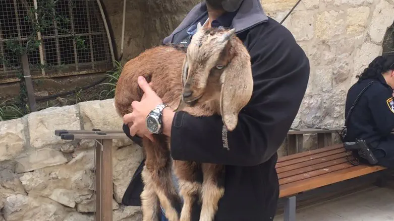 יהודי נעצר עם גדי בדרכו להקרבת קרבן