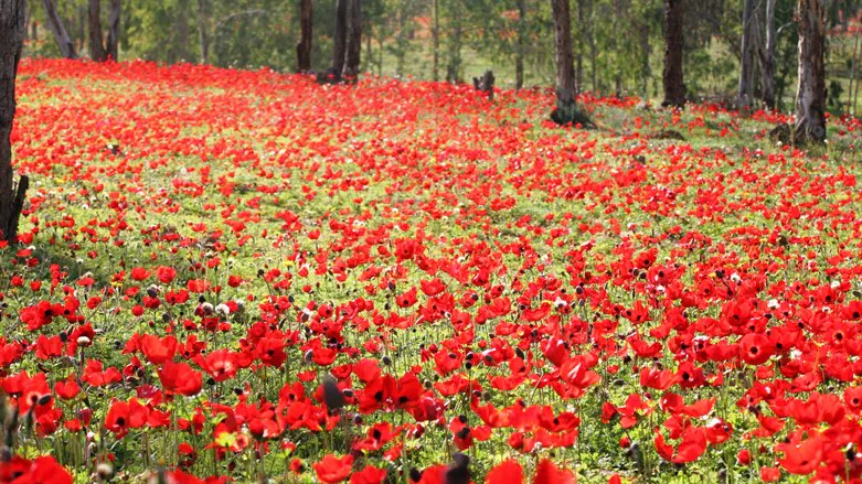 דרום אדום ועוד