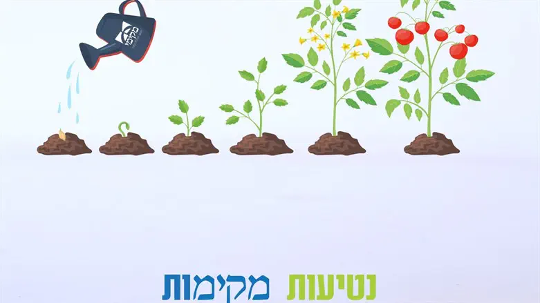 נטיעות מקימות