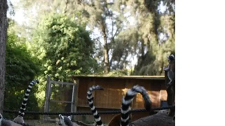 האכלה אישית