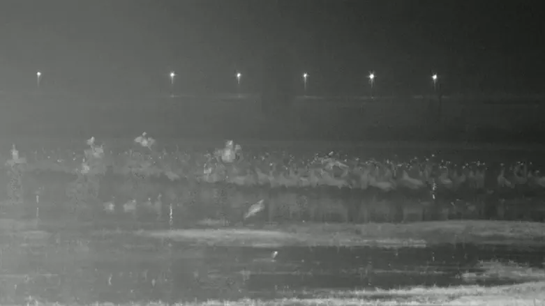 העגורים ברעידת האדמה