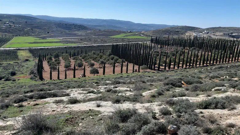 שטח הכרם של חן בן אליהו