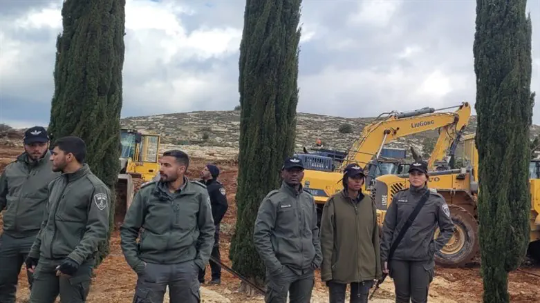 עקירת הכרם סמוך לשילה השבוע