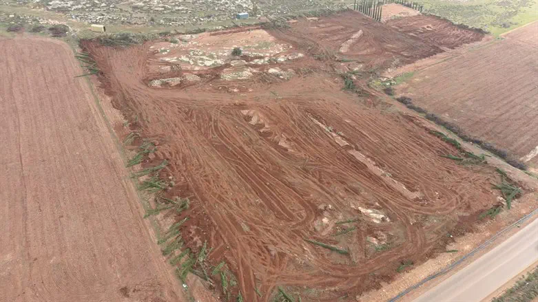 Ben Eliyahu's vineyard
