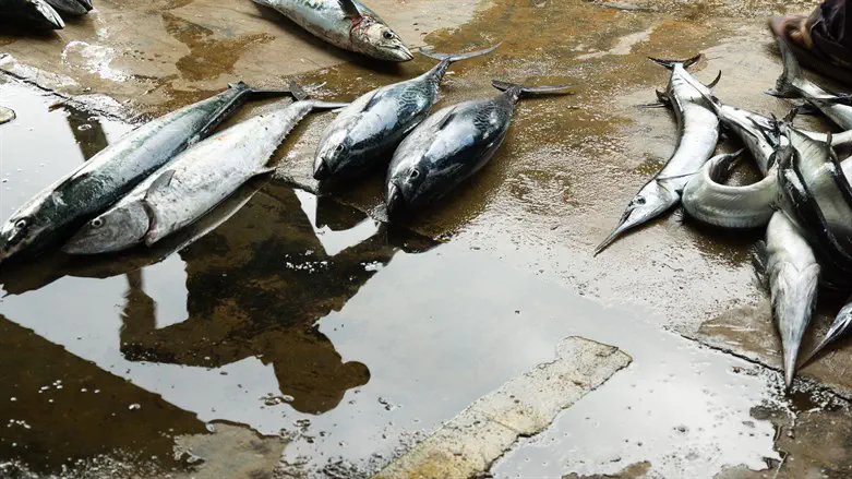 אילוסטרציה