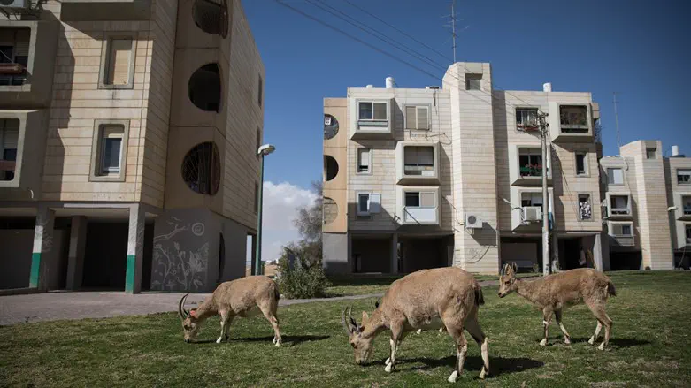 יעלים לתושבי מצפה רמון הם כמו חתולים לאנשי העיר. יעלים במצפה רמון