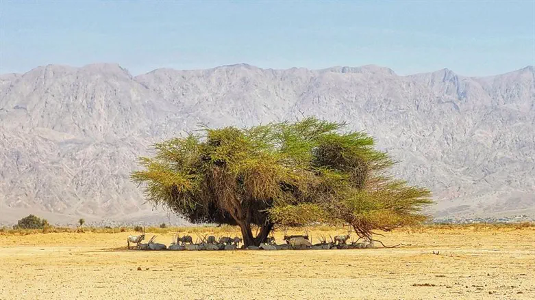 ראמים בשמורת הטבע חי בר יטבתה