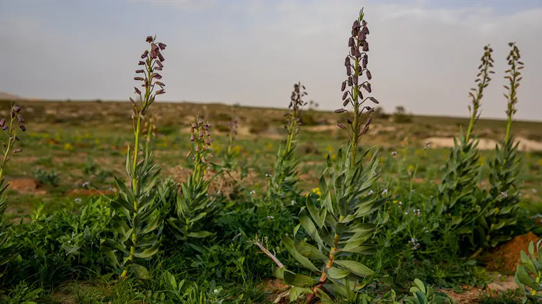 גביעונית הלבנון