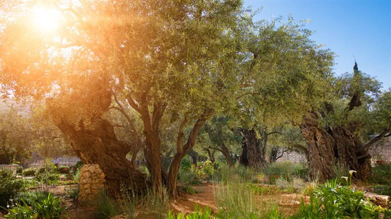 Эрец-Исраэль. Иллюстрация