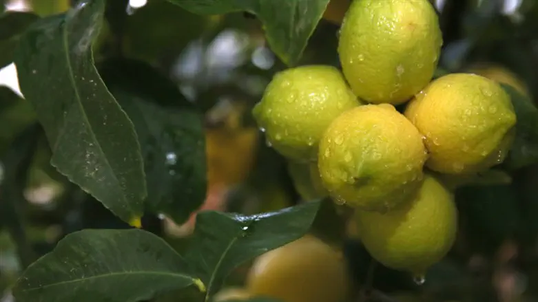 לימונים. ארכיון