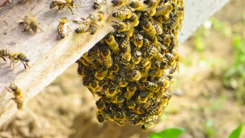 אילוסטרציה