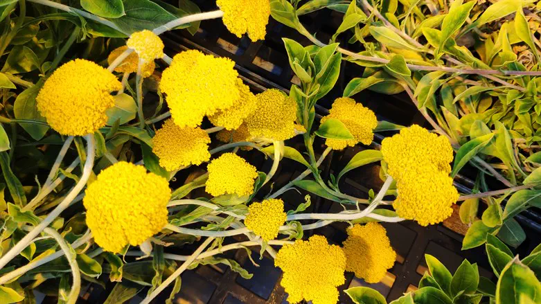 Woolly umbrella, a relative of sunflowers & lettuce, blooms in a Weizmann Ins. greenhouse.