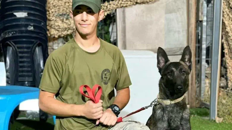 יהודה אריאל וקוברה