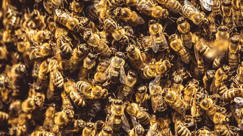 אילוסטרציה