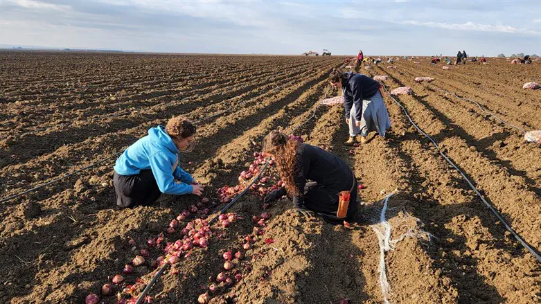 גם תורה וגם חקלאות. בנות מדרשת רגבים בגולן