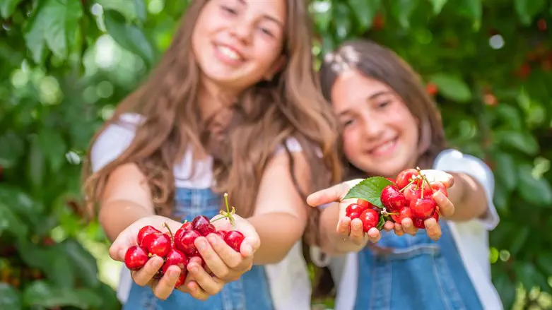 פסטיבל הדובדבן