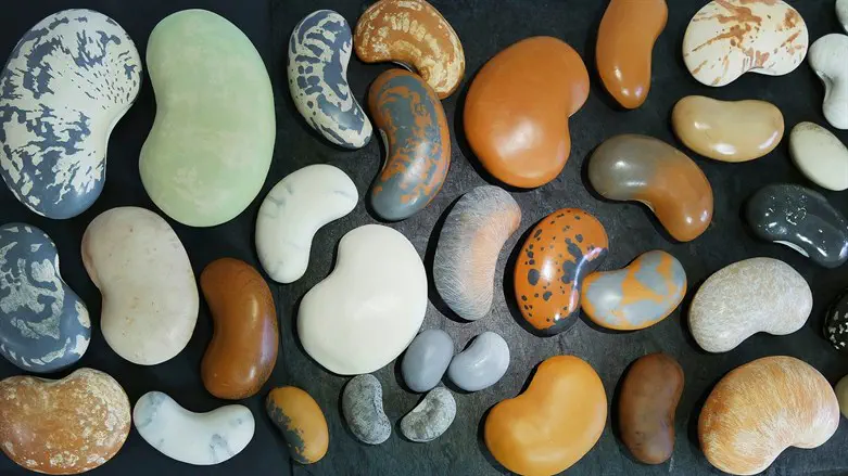  תערוכת אוכל נע