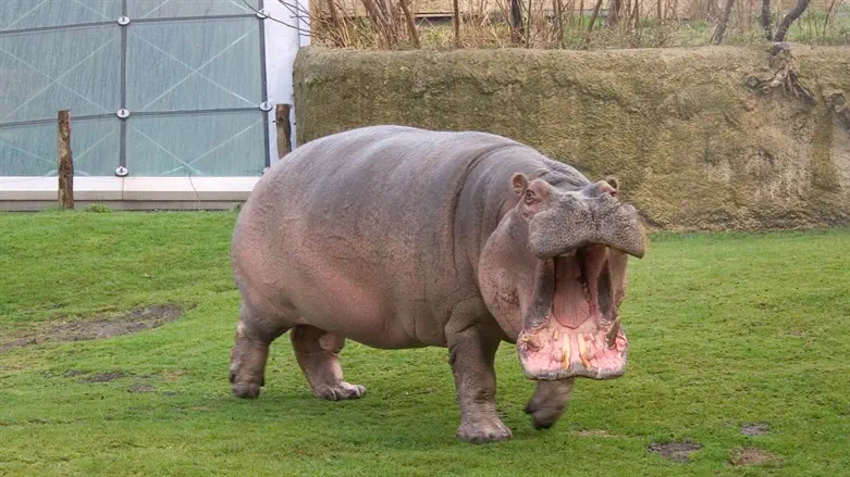 אילוסטרציה