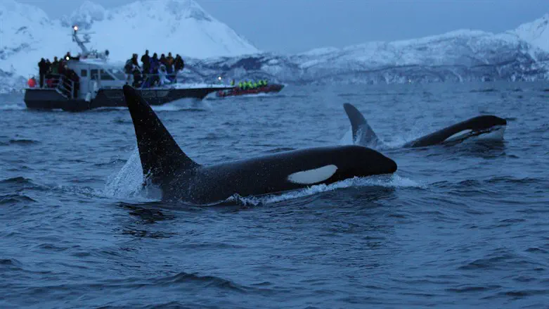 אילוסטרציה